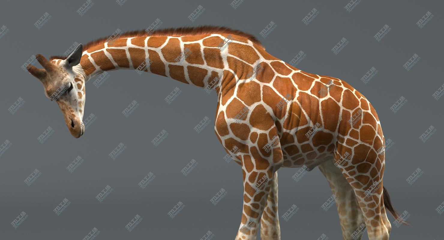 images/goods_img/202105074/Giraffe (Animated) 3D model/2.jpg